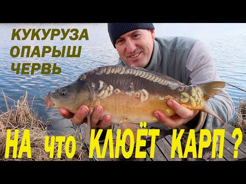 Видео: На что КЛЮЁТ КАРП ранней весной? ЧЕРВЬ, ОПАРЫШ или КУКУРУЗА? Карп клевал постоянно!  1 часть