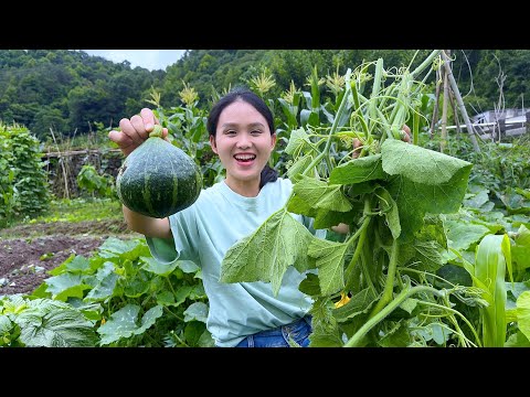 Видео: Из одной тыквы, горсти тыквенных листьев сделайте тарелку тыквенного пирога и тарелку супа из