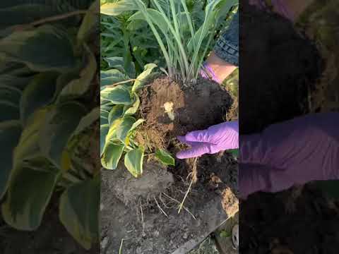 Видео: Хоста 🌿 деление куста