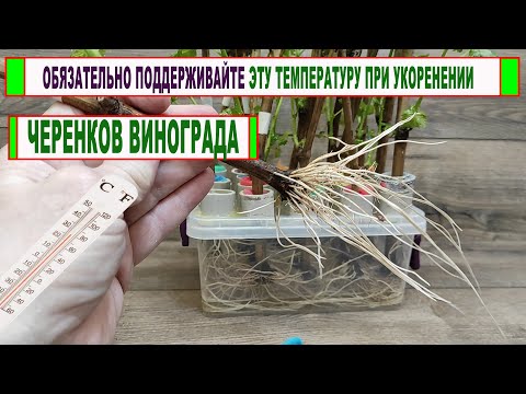 Видео: 🍇 "Правильная" ТЕМПЕРАТУРА на пятках ЧЕРЕНКОВ ВИНОГРАДА при укоренении. Не хрупкие и не ломаются!