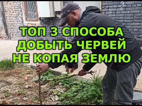 Видео: ТОП 3 ОФИГЕННЫХ СПОСОБА ДОБЫТЬ ЧЕРВЕЙ НЕ КОПАЯ ЗЕМЛЮ!