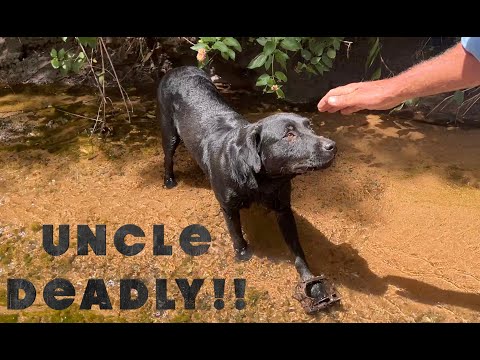 Видео: Дядя Смертоносный!!