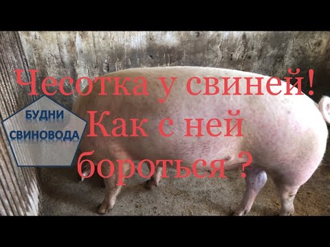 Видео: Чесотка у свиней. Как с ней бороться!