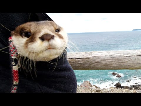 Видео: Море так красиво, что даже выдра соблазн взглянуть! [Жизнь Выдры- День 390]