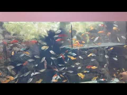 Видео: НОВЫЙ ЛЮБИМЫЙ АКВАРИУМ