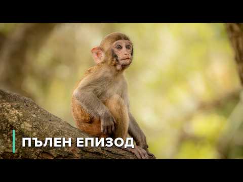 Видео: Бабуини по брега на реката: Оцеляване и израстване | Разкази от Замбия 105
