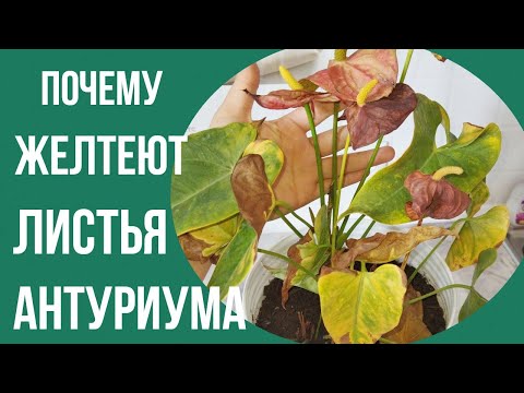 Видео: Почему желтеют листья антуриума и как с этим бороться. #антуриум#антуриумуход #листьяантуриума#