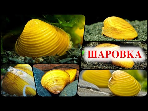 Видео: Шаровка Яванская в аквариуме