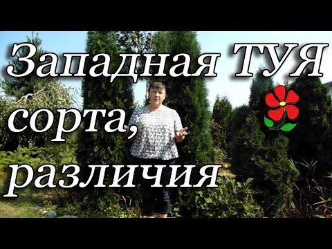 Видео: Туя западная: сорта, особенности, рекомендации для каждого сорта!