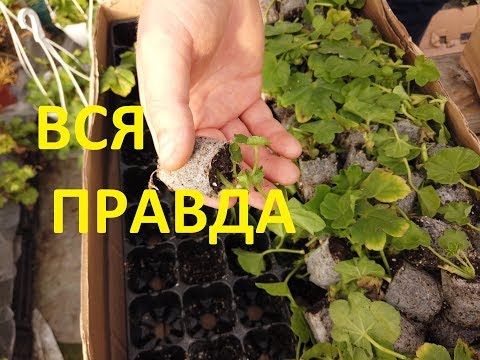 Видео: Пеларгония .Черенки Пеларгонии ОРИГИНАЛ!!!