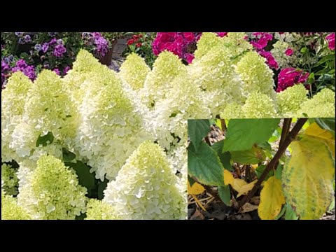 Видео: 5 причин, почему желтеют листья у метельчатой гортензии
