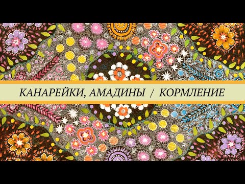 Видео: Чем кормить канареек и амадин. Зерновые смеси, зелень, фрукты, овощи,  животные корма, минералы.