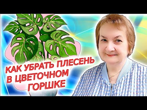 Видео: Плесень в цветочном горшке: почему она появляется и как ее убрать?