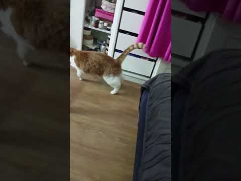 Видео: Буся #рыжийкот играет #cat