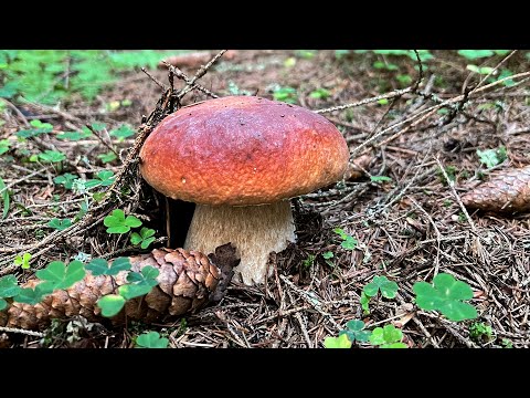 Видео: ВОЛНА БЕЛЫХ ГРИБОВ В ПОДМОСКОВЬЕ