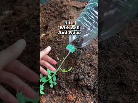 Видео: Выращивай помидоры в пластиковой бутылке!#Помидоры #СадовыйЛайфхак  #ДомашнийСад #Экосад #DIYСад