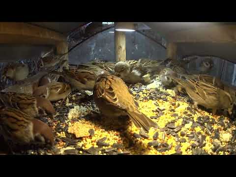 Видео: Мы не можем молча есть! 