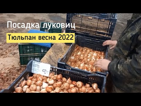 Видео: Посадка луковиц тюльпана. Выращиваем тюльпаны в опилках.