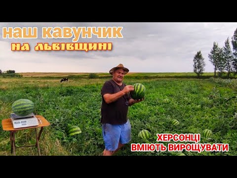 Видео: 🍉Який Кавун виріс на Львівщині