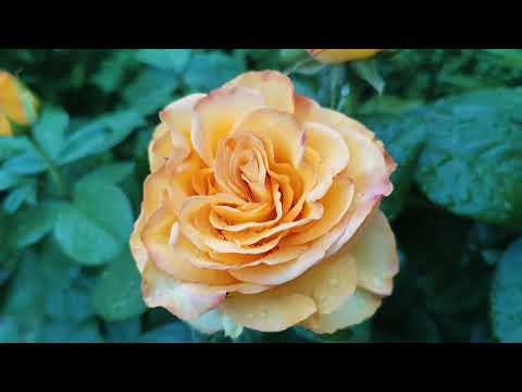 Видео: НАЙКРАЩІ ТРОЯНДИ КВІТУЮТЬ ШАЛЕНО🔥♥️