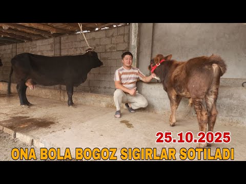Видео: ONA BOLA BOGOZ SIGIRLAR SOTILADI ☎️902052128 октября 2025 г. Она бола сигирлар сотилади 