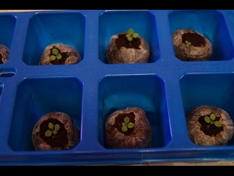 Видео: ПЕТУНИЯ от момента посадки на 12 ДЕНЬ  ЧАСТЬ  3