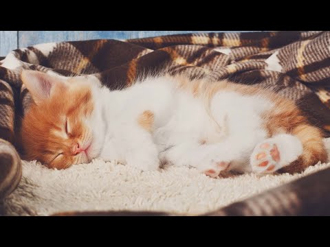 Видео: Исцеляющая музыка для моего кота 🎹 Кошачьи сплетни и фортепианная музыка🐱Музыка для успокоения кошек