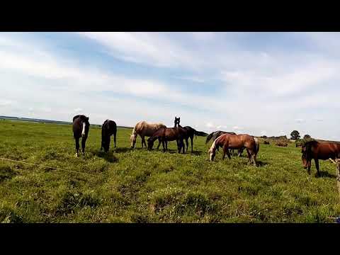 Видео: Электропастух пасет ЛОШАДЕЙ.