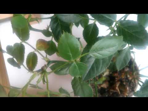 Видео: Чесотка и постельное белье.Мой лайфхак!!!