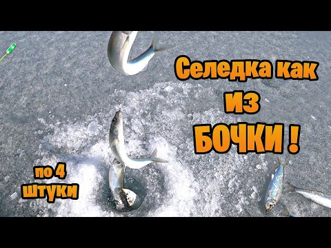 Видео: Селедка как из бочки. Рыбалка 2022