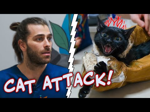 Видео: Кот напал на ветеринара! (Сильный кот пытается сбежать!) | нападение кошки