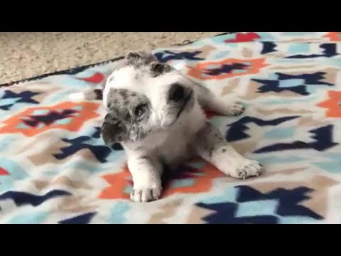 Видео: Его ранили, и он, дрожа, остался на улице, но эта крошечная душа отказалась сдаваться и жить...