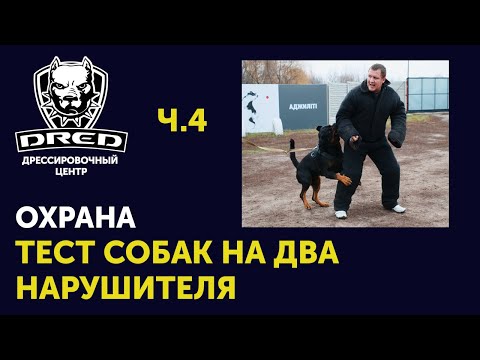 Видео: Тест собак | Охрана хозяина | Чужой / Фас | ЗКС | Два нарушителя ч.4