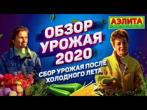 Видео: Обзор урожая 2021. Сбор урожая после холодного лета. Что выросло у нас на огороде