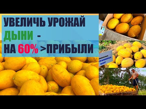 Видео: КАК УВЕЛИЧИТЬ УРОЖАЙ ДЫНИ?