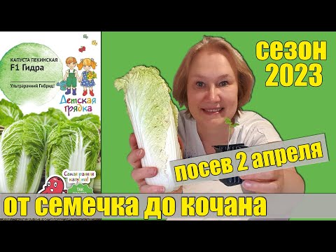 Видео: Пекинская капуста от посева до урожая Московская область