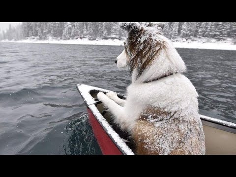 Видео: По охотничьим тропам. Охота на куницу капканами.