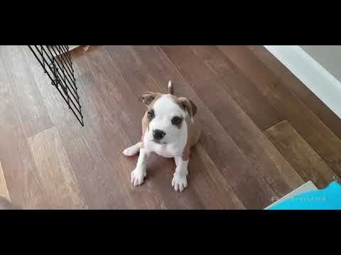 Видео: Воспитание и дрессировка щенка / Кормление щенка / Рокки 2 месяца🔥 /  Собака в квартире