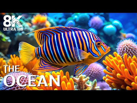 Видео: Спокойный океан 8K — исследуйте яркую морскую жизнь и потрясающие коралловые рифы