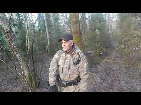 Видео: 11 ноября 2025 г.