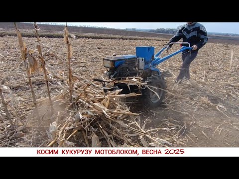 Видео: ТАК И РАБОТА В УДОВОЛЬСТВИЕ , КОСИМ КУКУРУЗУ МОТОБЛОКОМ / CORN HARVESTING SEASON 2025