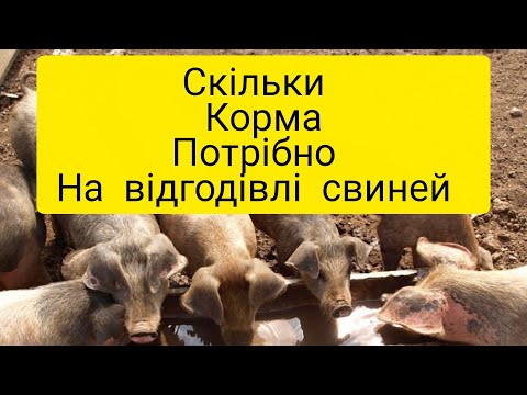 Видео: СОБІВАРТІСТЬ ВІДГОДІВЛІ СВИНЕЙ 
