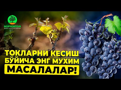 Видео: Токларни кесиш бўйича энг мухим масалалар! | Шухрат Аброров #uzbekistan #agriculture #gardening