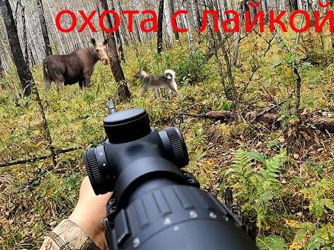 Видео: охота в Тюмени на лося с лайками