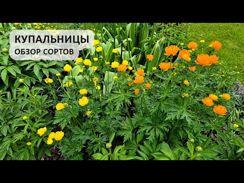 Видео: Купальницы: обзор сортов, сезон 2025