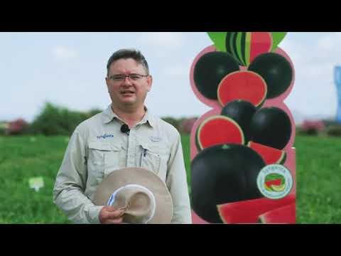 Видео: Арбуз Мирто F1 от Сингенты |  ҚАРБЫЗ | Сингента