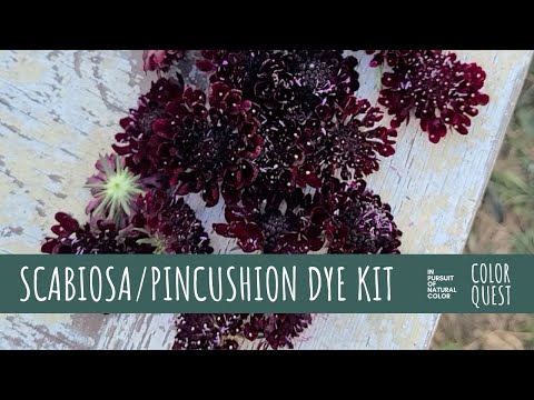 Видео: КАК СДЕЛАТЬ НАТУРАЛЬНЫЙ КРАСИТЕЛЬ ИЗ СКАБИОЗЫ (ПОДУШКОВОЙ) | ОРГАНИЧЕСКИЙ КРАСИТЕЛЬ | СИНИЙ ЗЕЛЕН...