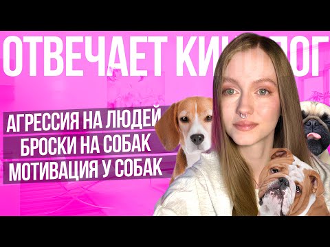 Видео: Агрессия собаки на хозяина: как исправить?