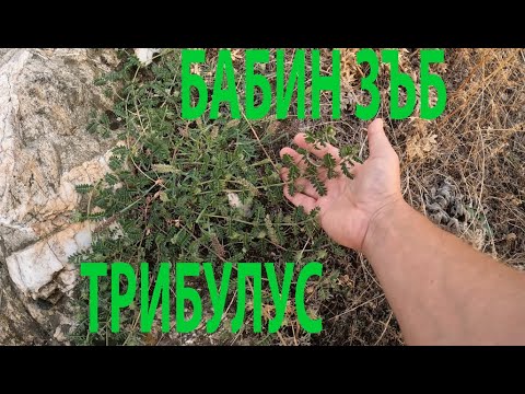 Видео: БАБИН ЗЪБ ТРИБУЛУС TRIBULUS TERRESTRIS #nature #forageharvest #herbs #билки