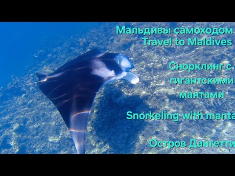 Видео: 15.Maldives! Dhangethi! Snorkeling with giant manta! Плавание с гигантскими мантами !